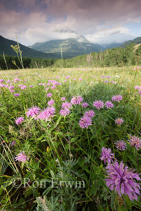 Waterton Lakes National Park, AB