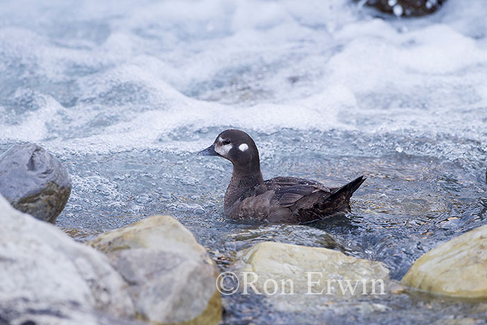 Female Harlequin Duck
