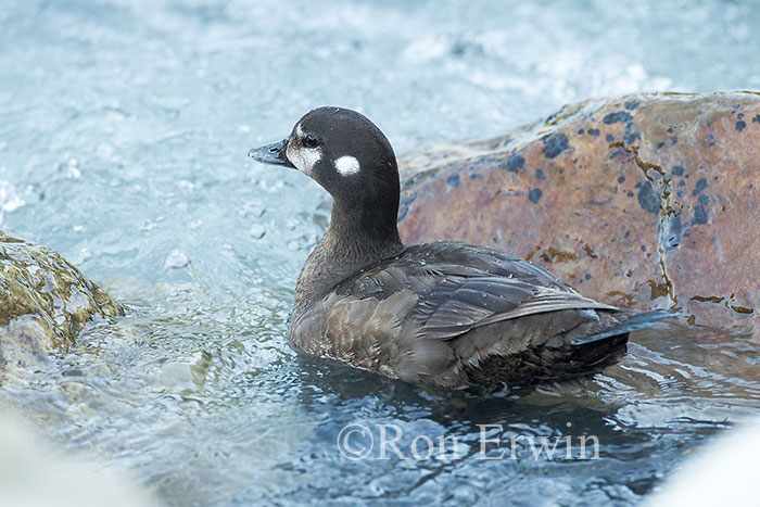 Female Harlequin Duck
