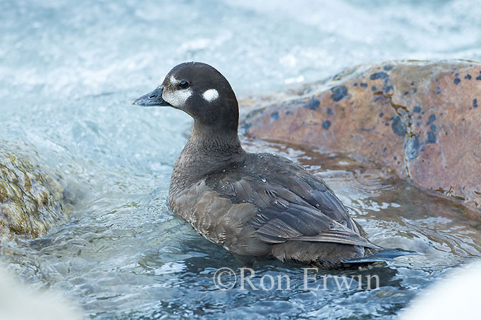 Female Harlequin Duck