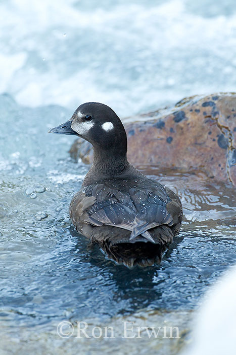 Female Harlequin Duck