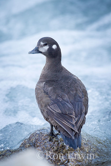 Female Harlequin Duck