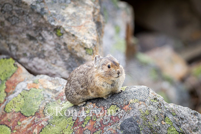 American Pika