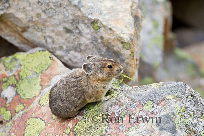 American Pika