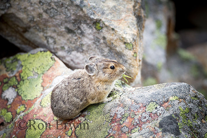 American Pika