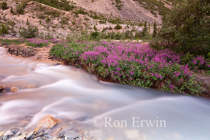 Stream on Mount Edith Cavell, AB