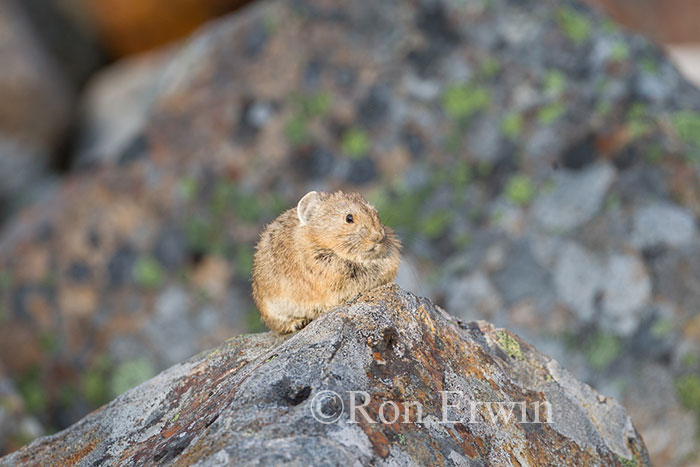 American Pika