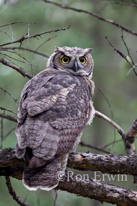 Great Horned Owl