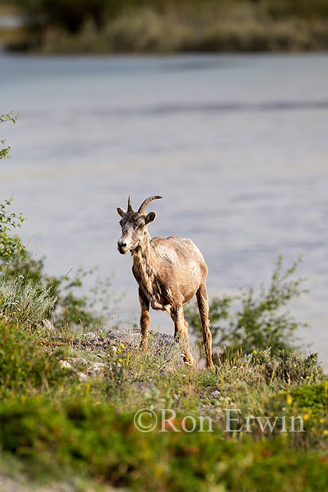 Bighorn Sheep