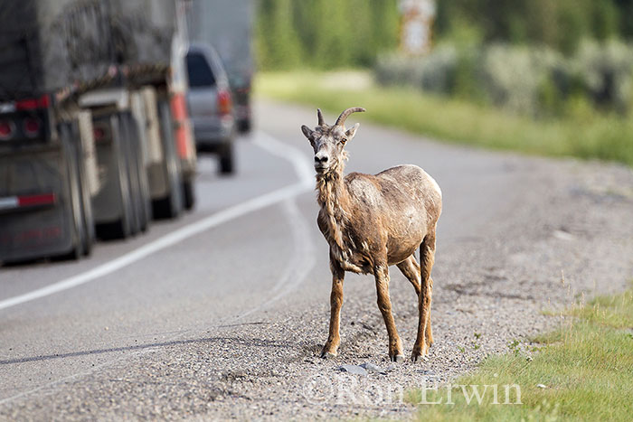 Bighorn Sheep Crossing Highway