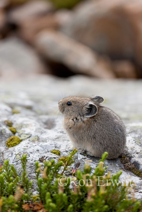 American Pika