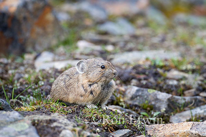 American Pika