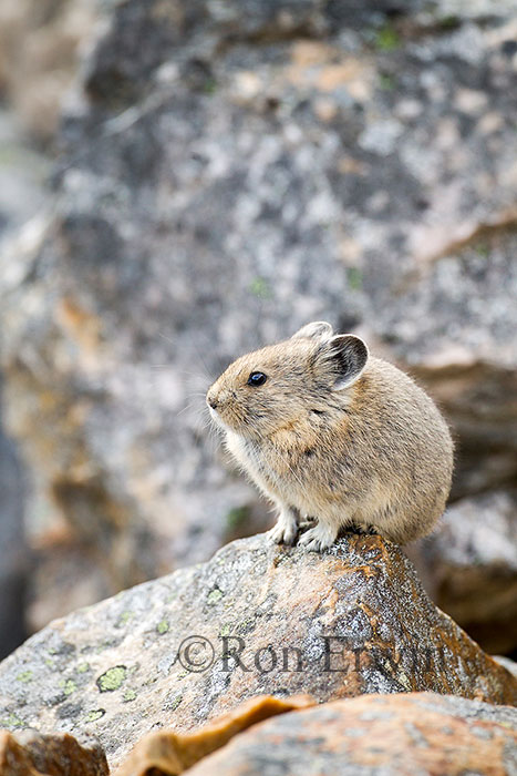 American Pika
