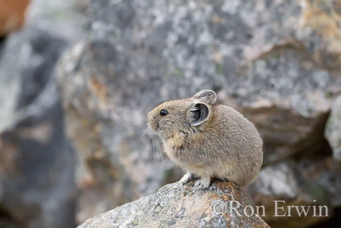 American Pika