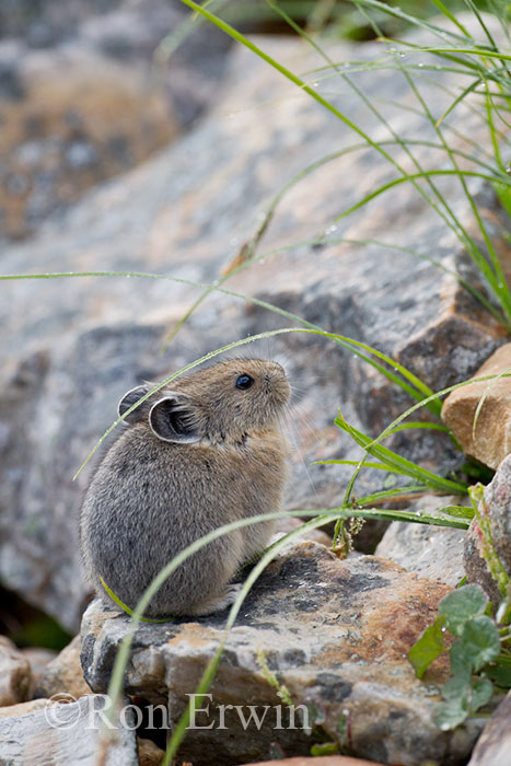 American Pika