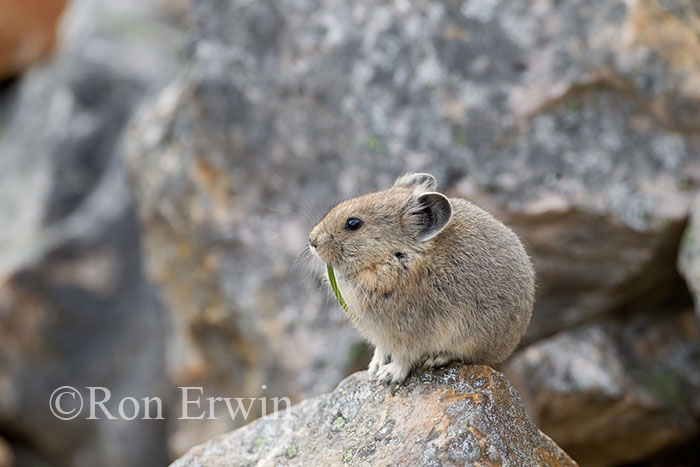 American Pika