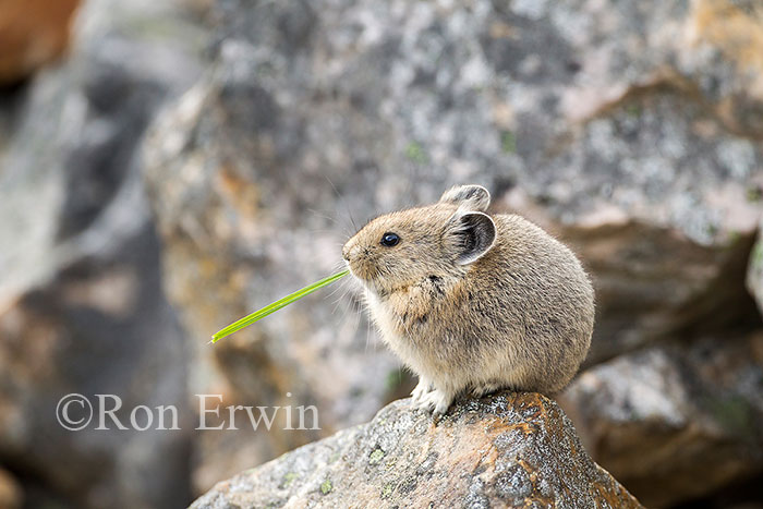 American Pika