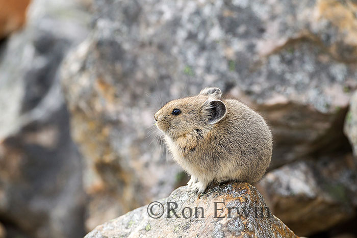 American Pika