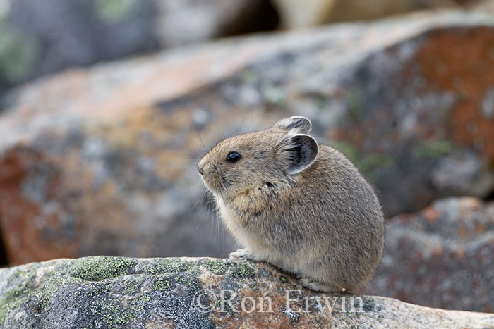 American Pika