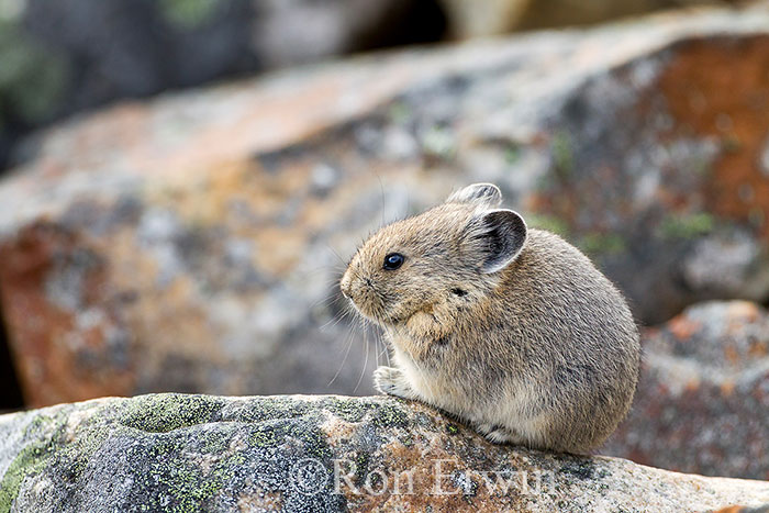 American Pika