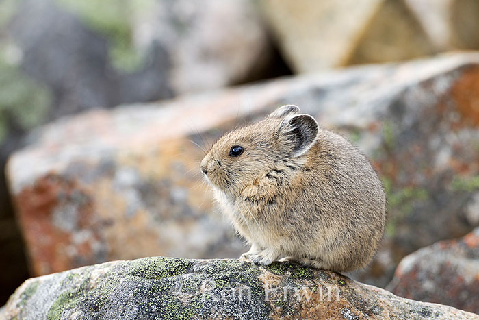 American Pika