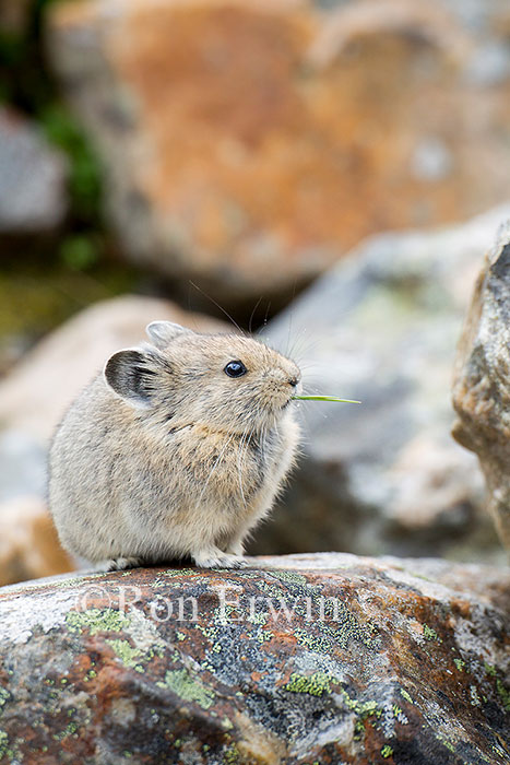 American Pika