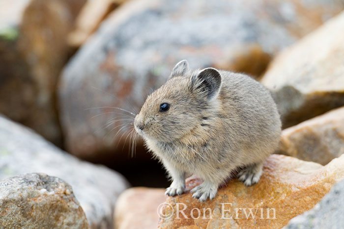 American Pika