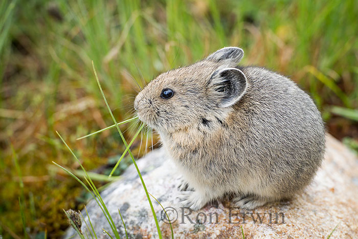 American Pika