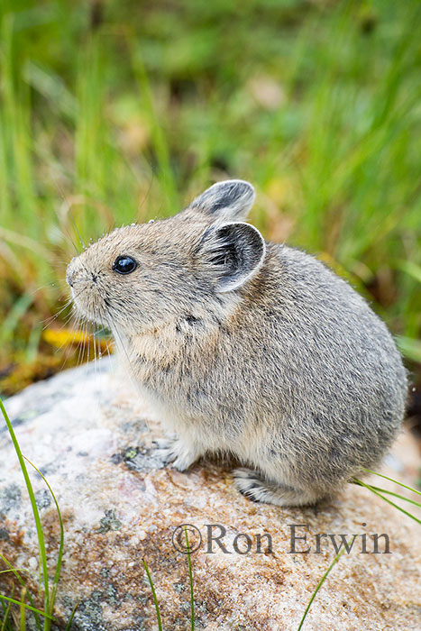 American Pika