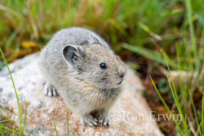 American Pika