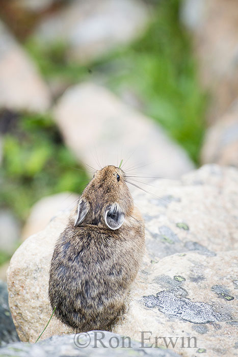 American Pika
