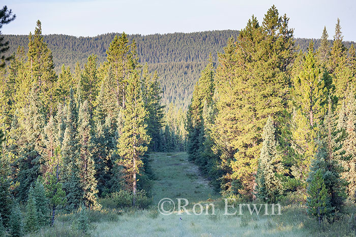 Boreal Forest, Alberta