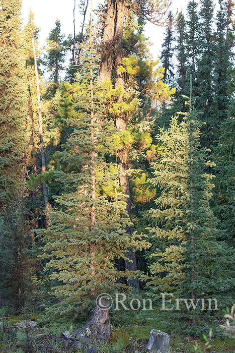 Boreal Forest, Alberta