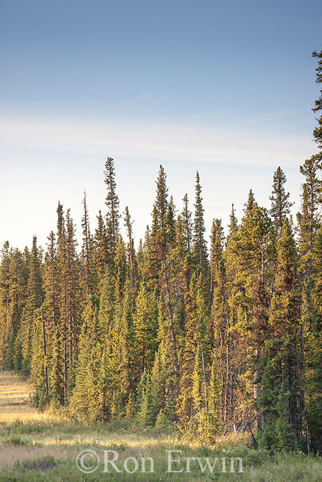 Boreal Forest, Alberta