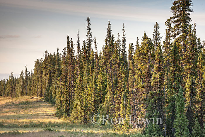 Boreal Forest, Alberta