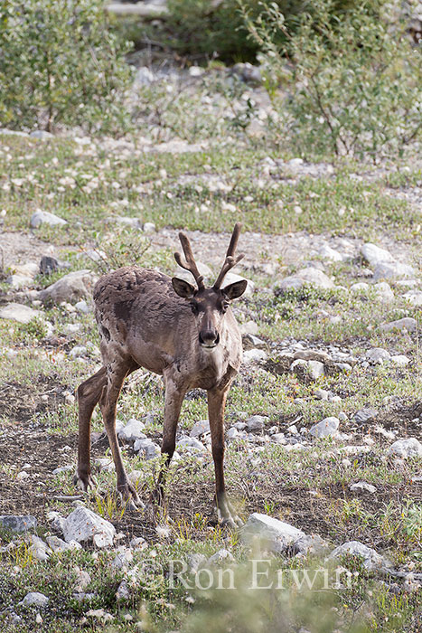 Woodland Caribou
