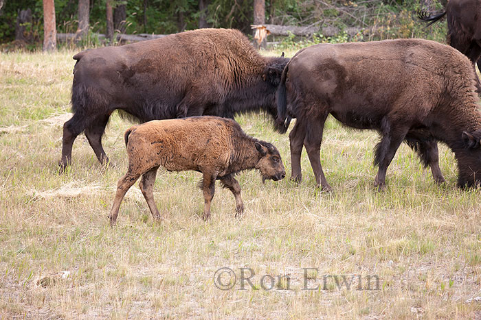 Wood Bison