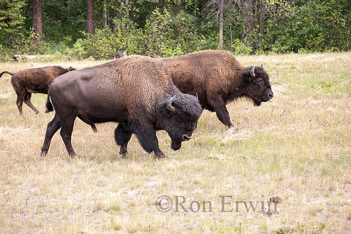 Wood Bison