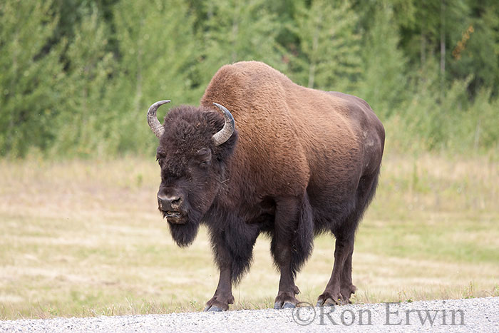 Wood Bison