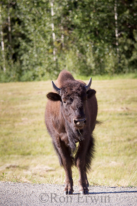 Wood Bison