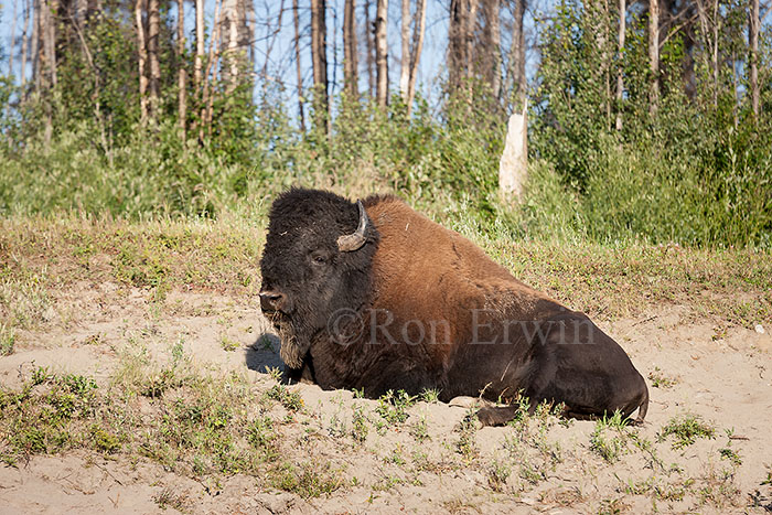 Wood Bison