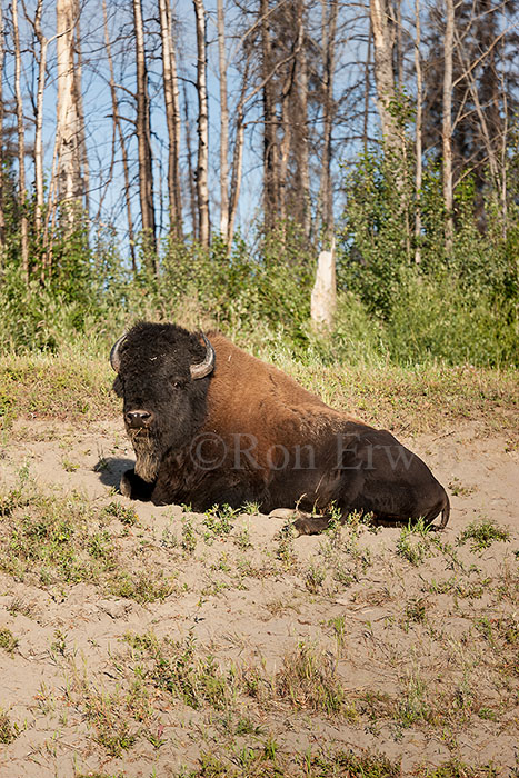 Wood Bison