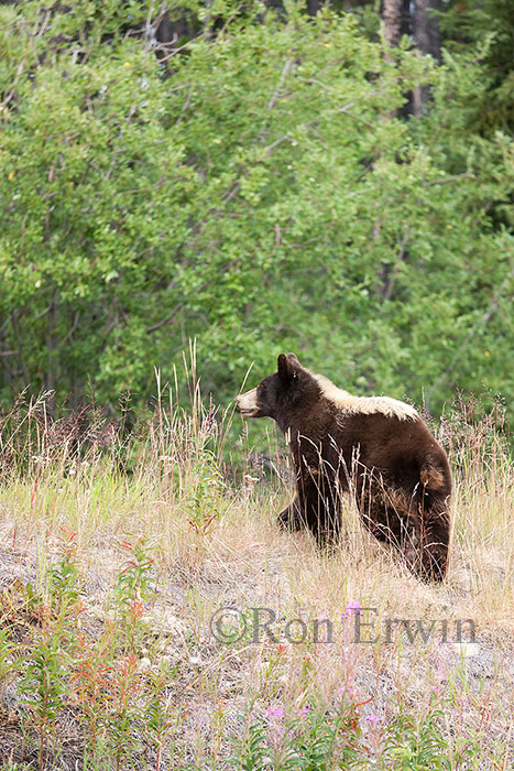 Black Bear