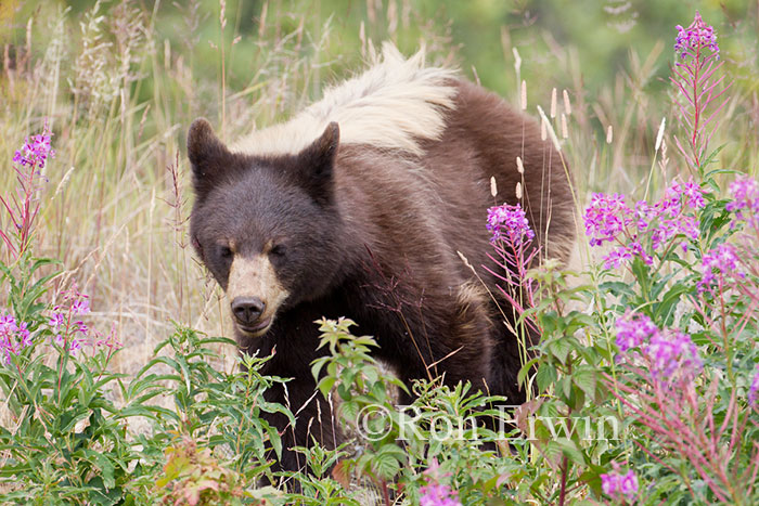 Black Bear