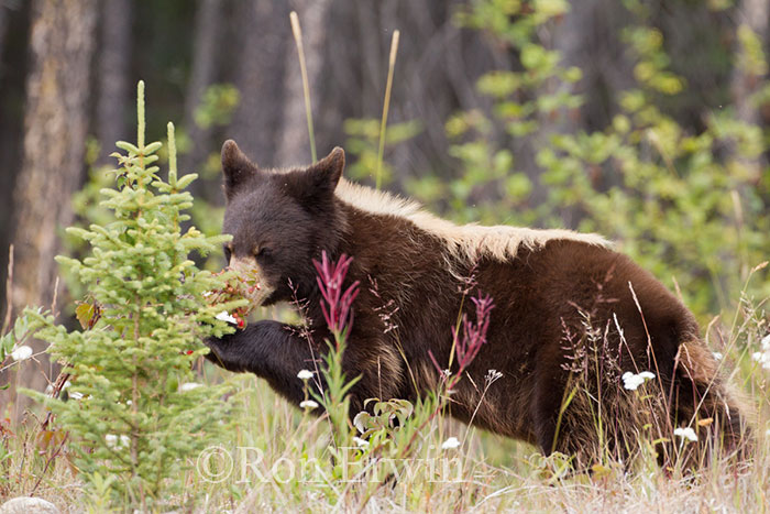 Black Bear
