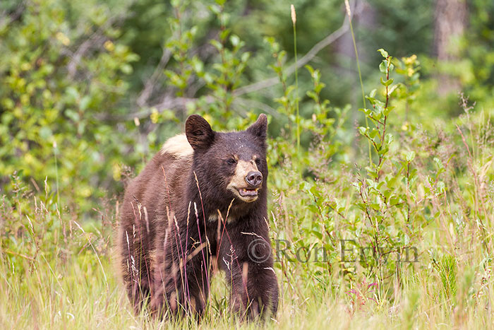 Black Bear