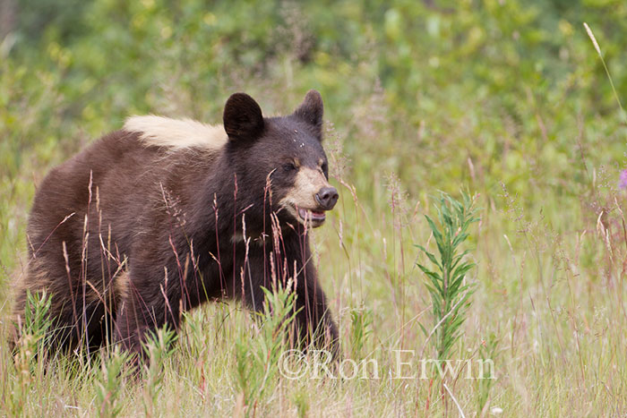 Black Bear