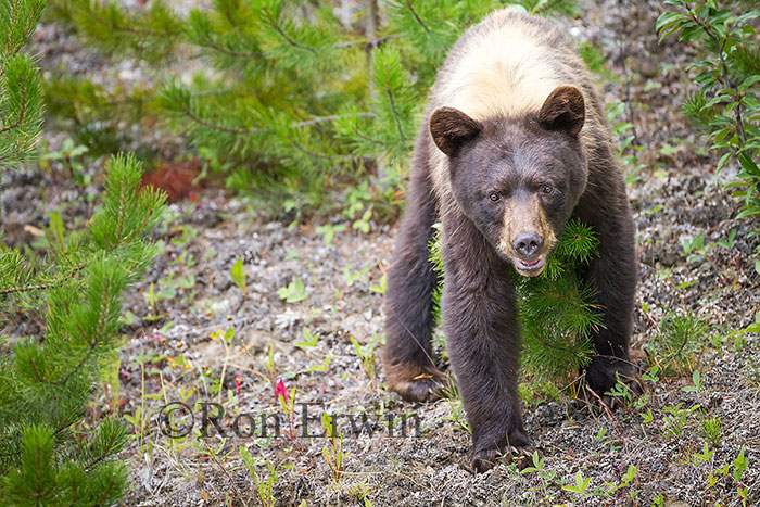 Black Bear