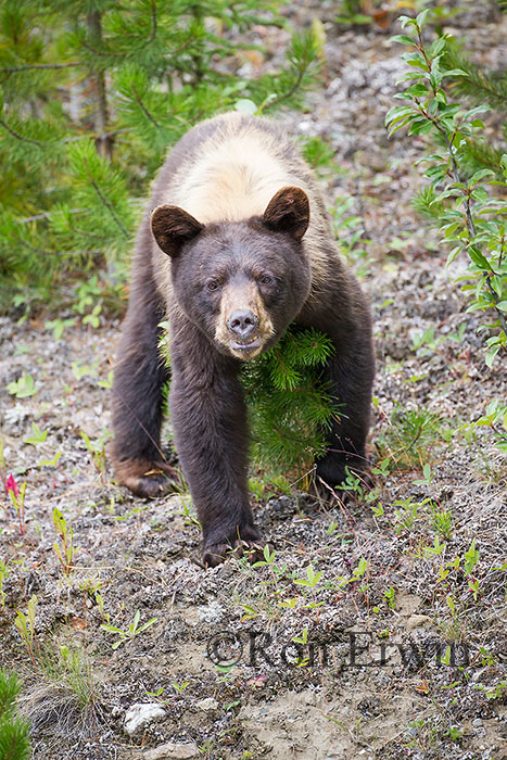 Black Bear