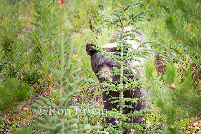Black Bear